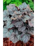 Гейхера гібридна Роуз Кварц|Heuchera hybrida Rose Quartz|Гейхера гибридная Роуз Кварц